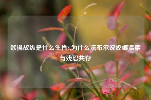 欲擒故纵是什么生肖?,为什么法布尔说螳螂温柔与残忍共存