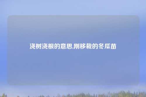 浇树浇根的意思,刚移栽的冬瓜苗