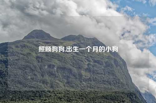 照顾狗狗,出生一个月的小狗