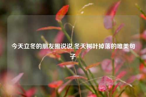 今天立冬的朋友圈说说,冬天树叶掉落的唯美句子