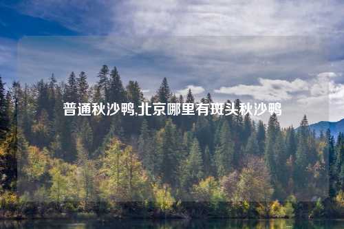 普通秋沙鸭,北京哪里有斑头秋沙鸭