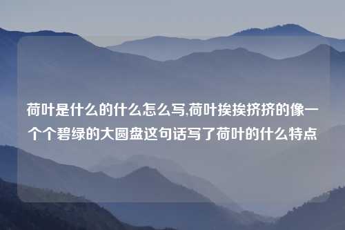 荷叶是什么的什么怎么写,荷叶挨挨挤挤的像一个个碧绿的大圆盘这句话写了荷叶的什么特点