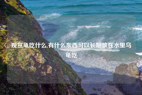 观赏龟吃什么,有什么东西可以长期放在水里乌龟吃