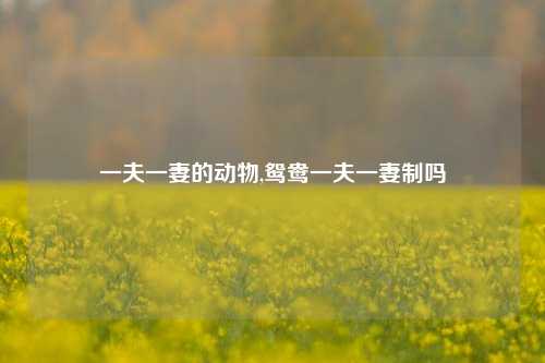 一夫一妻的动物,鸳鸯一夫一妻制吗