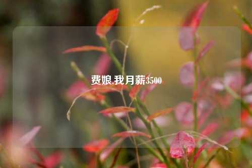 费娘,我月薪3500