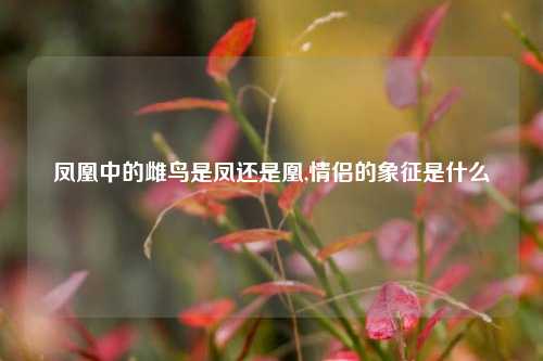 凤凰中的雌鸟是凤还是凰,情侣的象征是什么