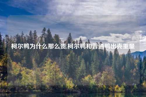 柯尔鸭为什么那么贵,柯尔鸭和普通鸭出壳重量