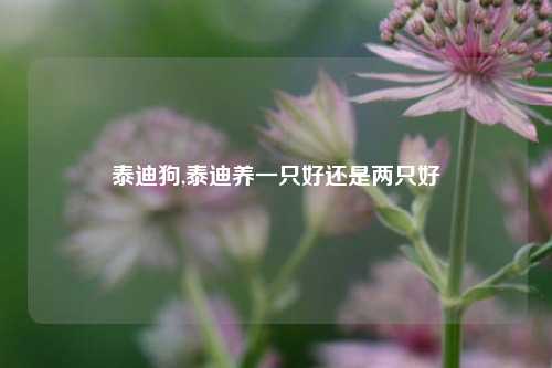 泰迪狗,泰迪养一只好还是两只好