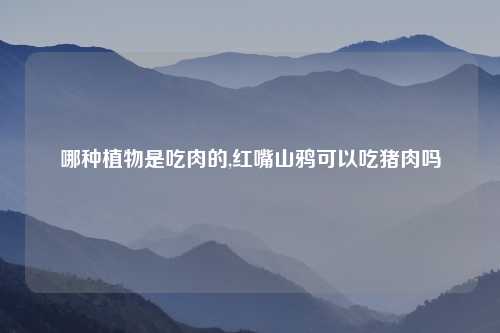 哪种植物是吃肉的,红嘴山鸦可以吃猪肉吗