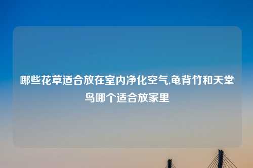 哪些花草适合放在室内净化空气,龟背竹和天堂鸟哪个适合放家里