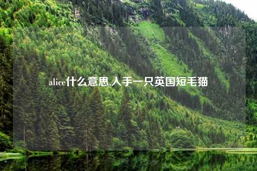 alice什么意思,入手一只英国短毛猫