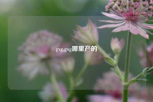 gxg,gxg哪里产的