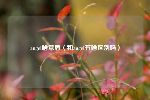 angel啥意思（和angel有啥区别吗）