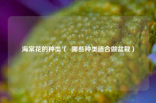 海棠花的种类（  哪些种类适合做盆栽）