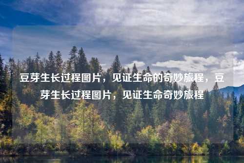 豆芽生长过程图片，见证生命的奇妙旅程，豆芽生长过程图片，见证生命奇妙旅程