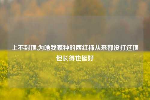 上不封顶,为啥我家种的西红柿从来都没打过顶但长得也挺好