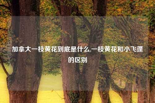 加拿大一枝黄花到底是什么,一枝黄花和小飞蓬的区别