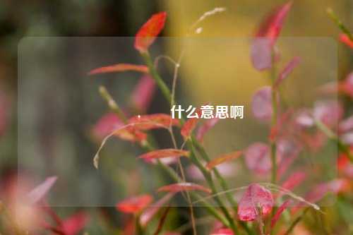 甴曱,甴曱什么意思啊