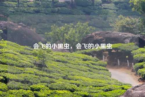 会飞的小黑虫，会飞的小黑虫